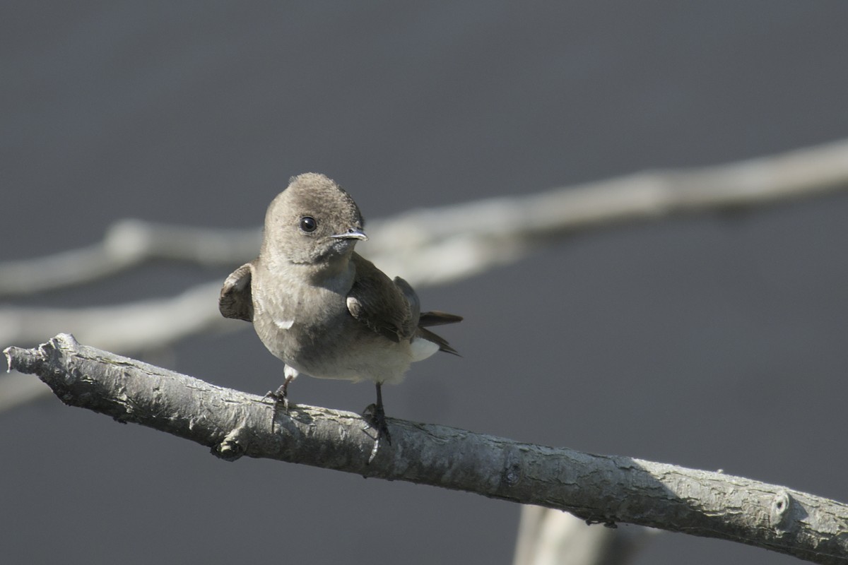 Northern Rough-winged Swallow - ML619794817