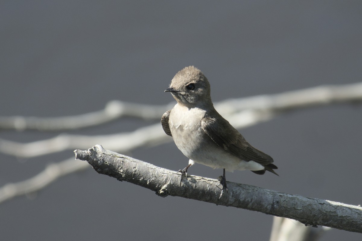 Northern Rough-winged Swallow - ML619794818