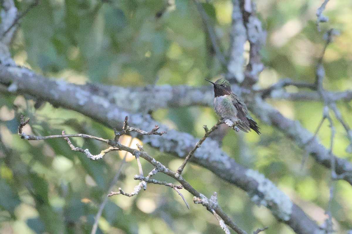 Ruby-throated Hummingbird - ML619794825