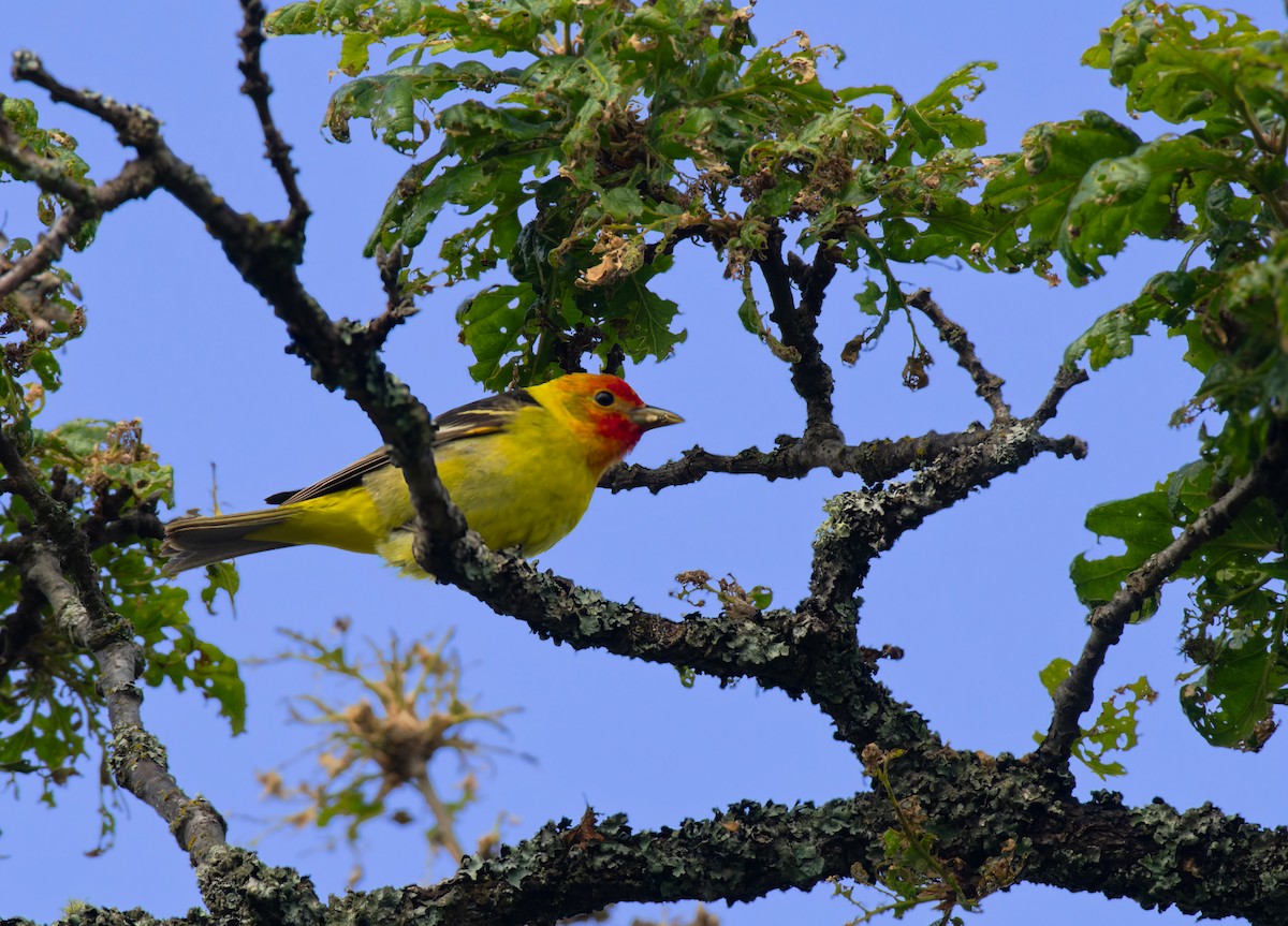 Piranga à tête rouge - ML619794831