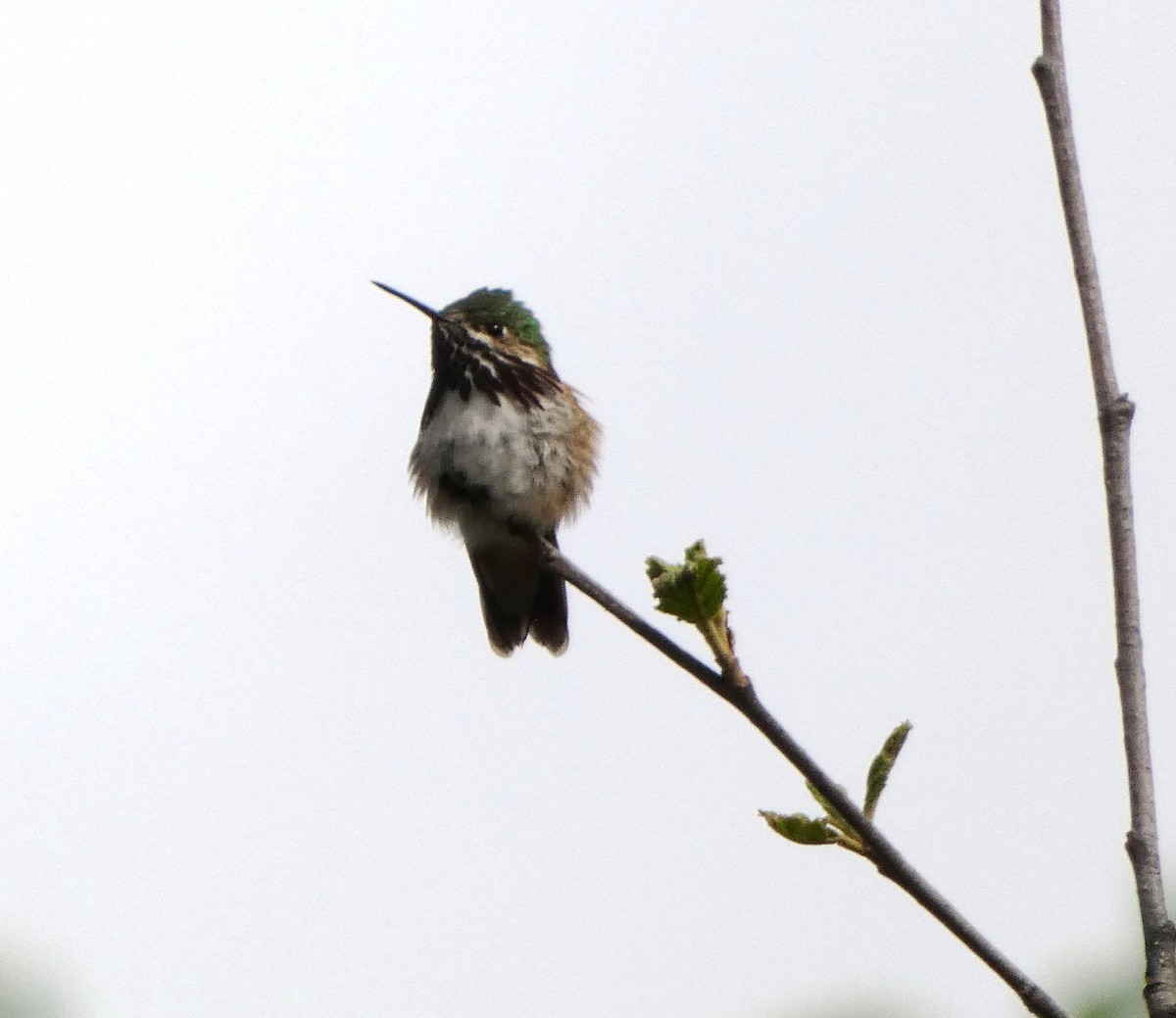 Calliope Hummingbird - ML619794847