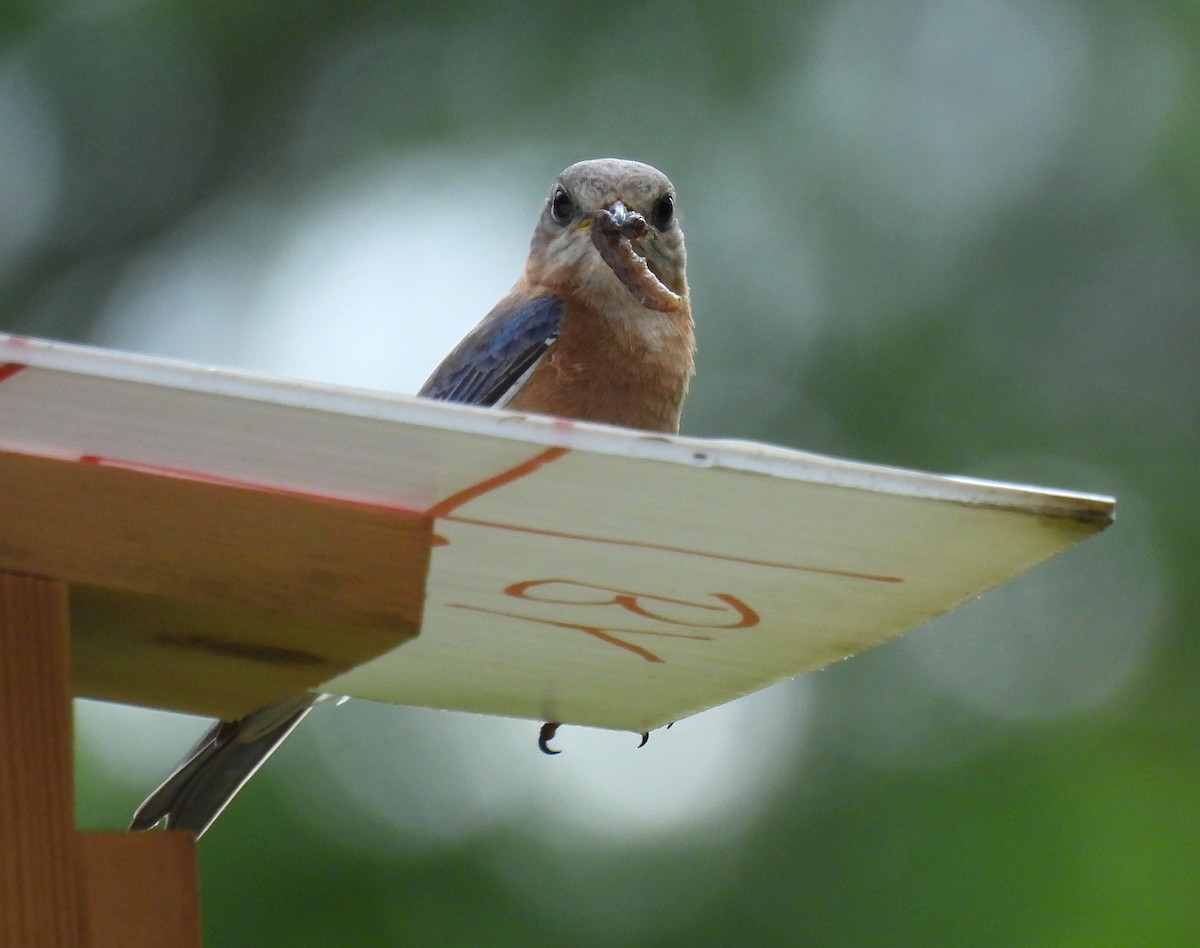 Eastern Bluebird - ML619794871