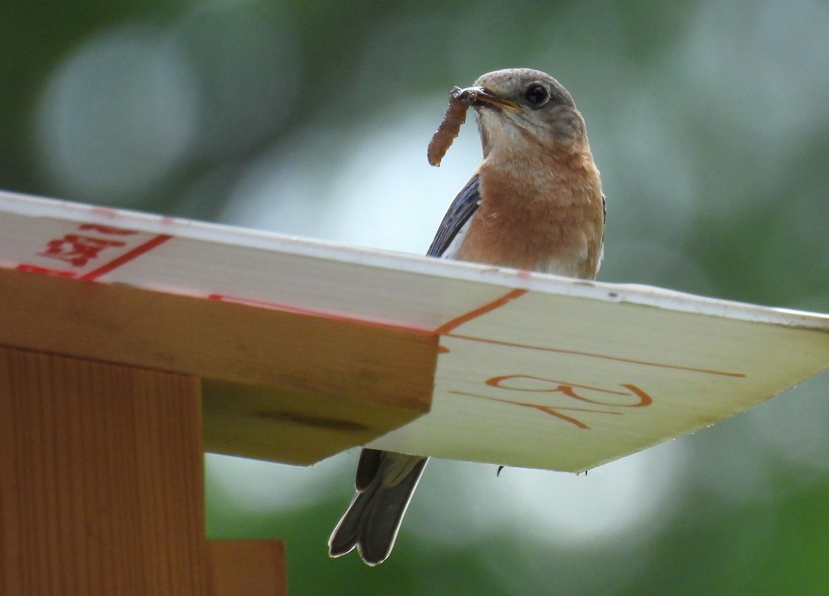 Eastern Bluebird - ML619794872