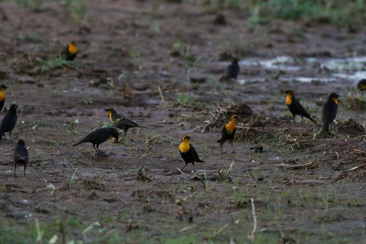 Yellow-headed Blackbird - Corey Entriken