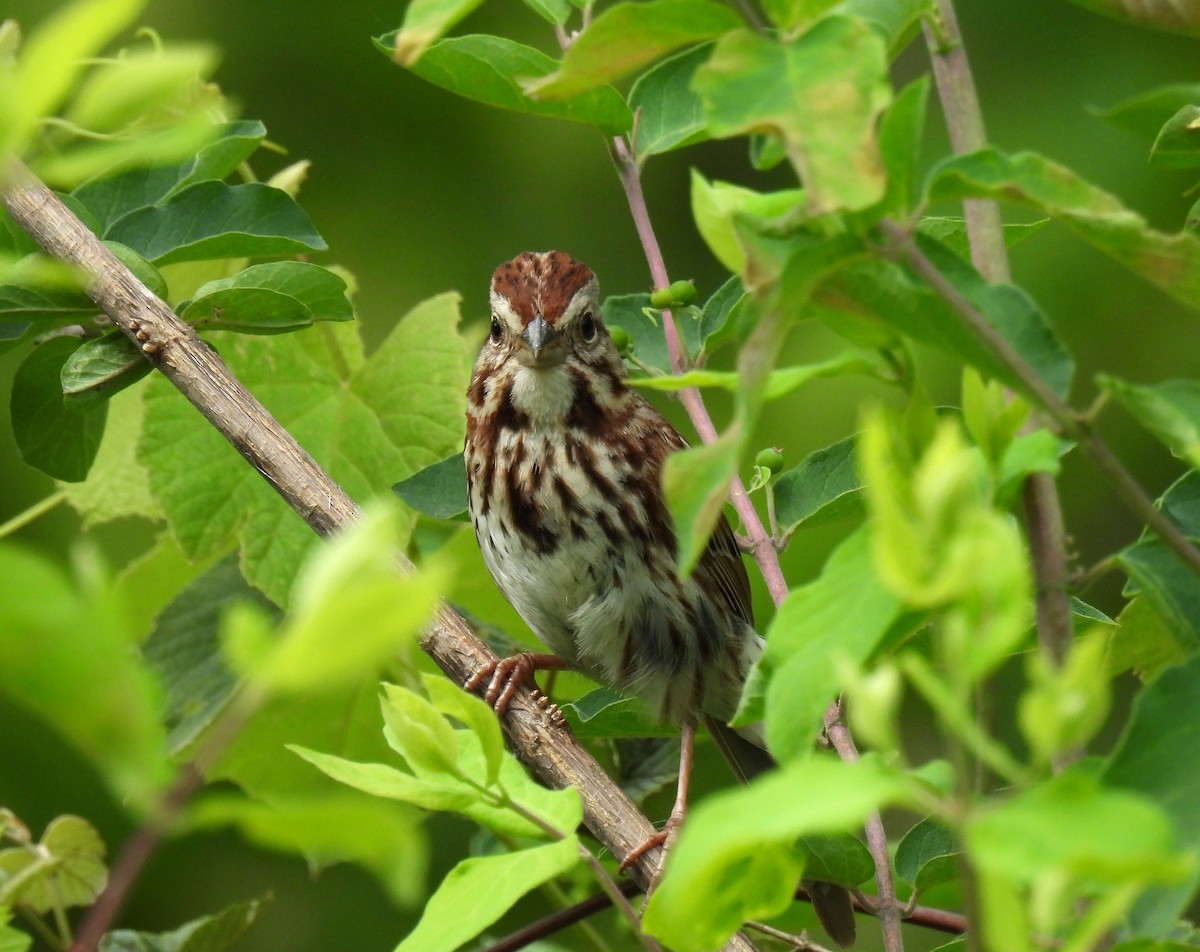 Song Sparrow - Corvus 𓄿