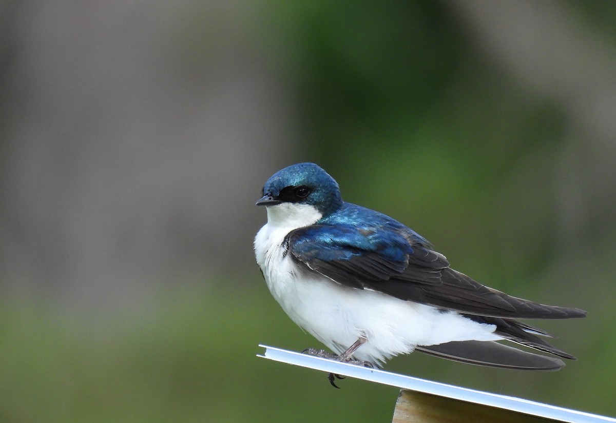 Tree Swallow - ML619794902