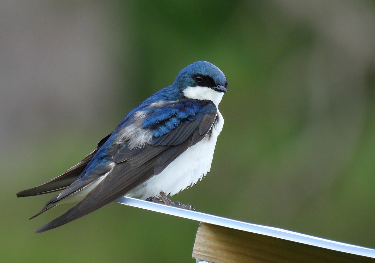 Tree Swallow - Corvus 𓄿