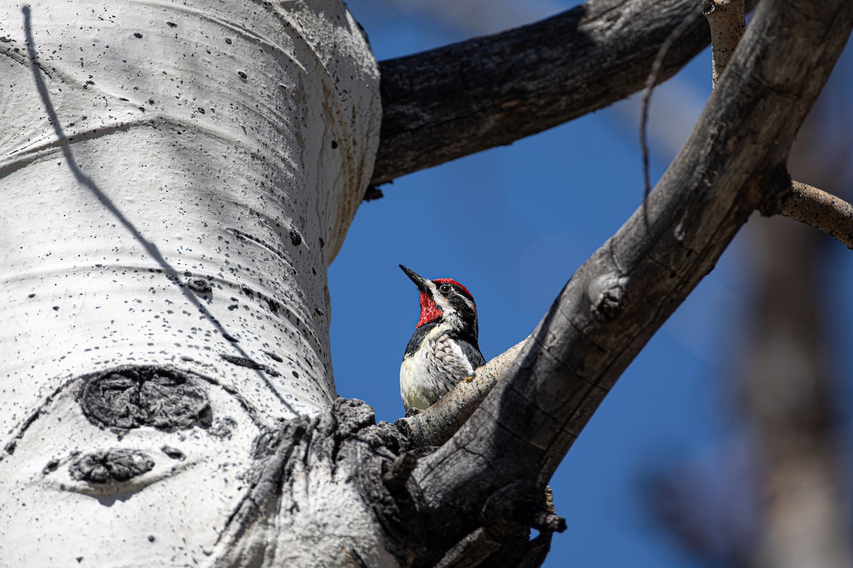 Red-naped Sapsucker - ML619794908