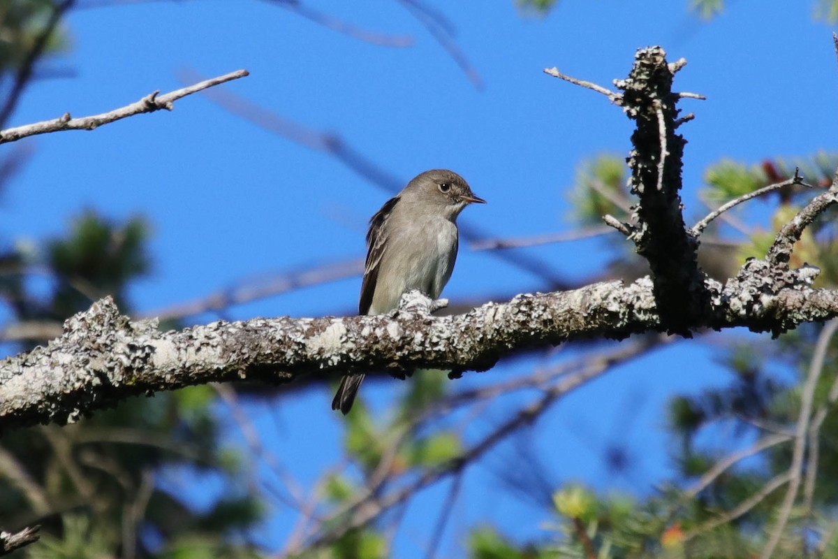 Western Wood-Pewee - ML619794925