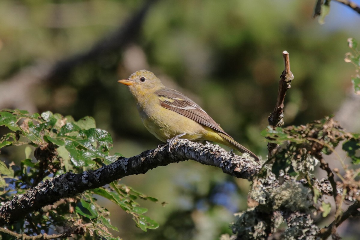 Western Tanager - ML619794929