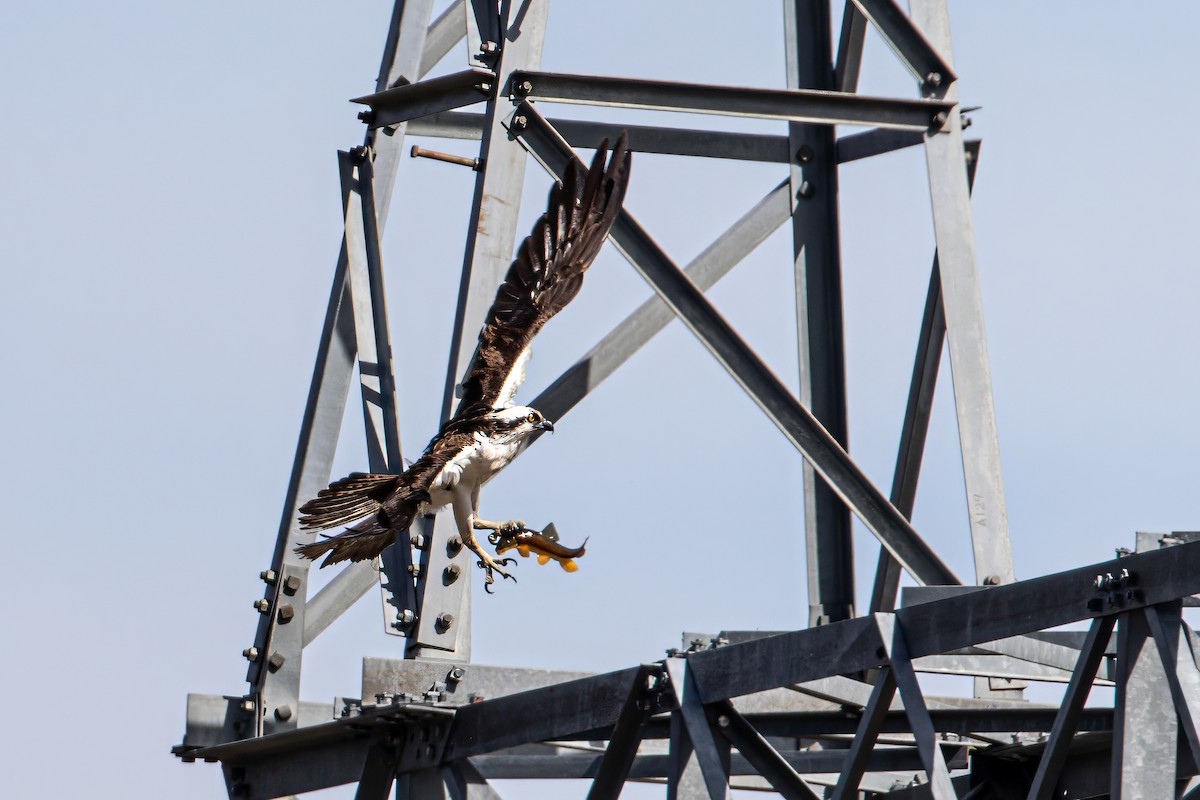 Osprey - Caleb Nelson