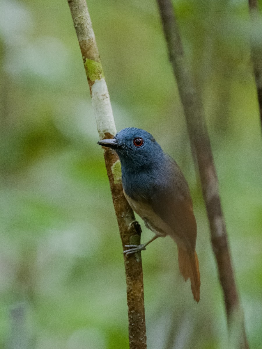 Rufous-winged Philentoma - ML619795005