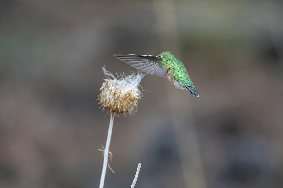 Broad-tailed Hummingbird - ML619795008