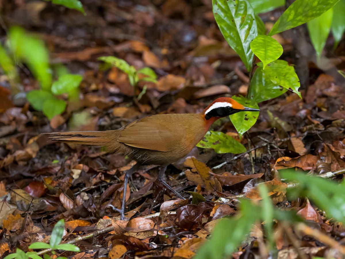 Malaysian Rail-babbler - ML619795019