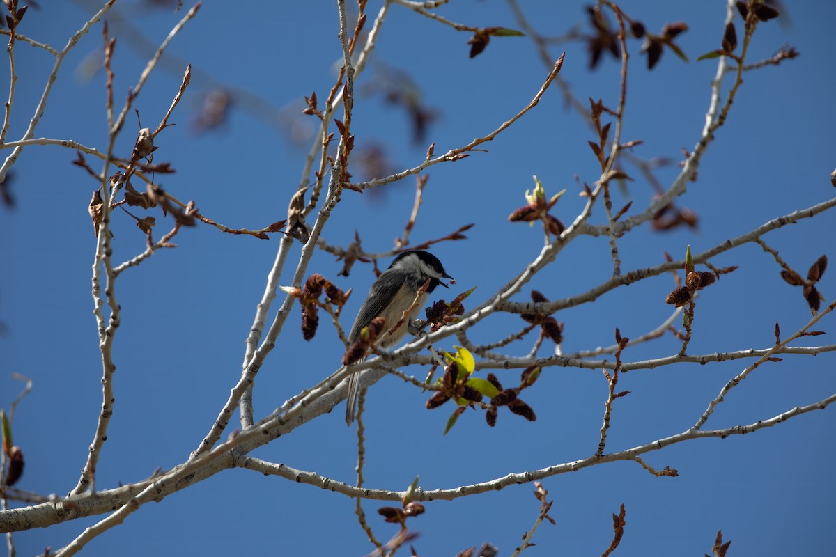 Black-capped Chickadee - ML619795022