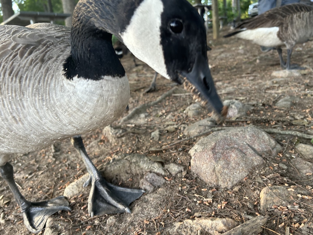 Canada Goose - ML619795028