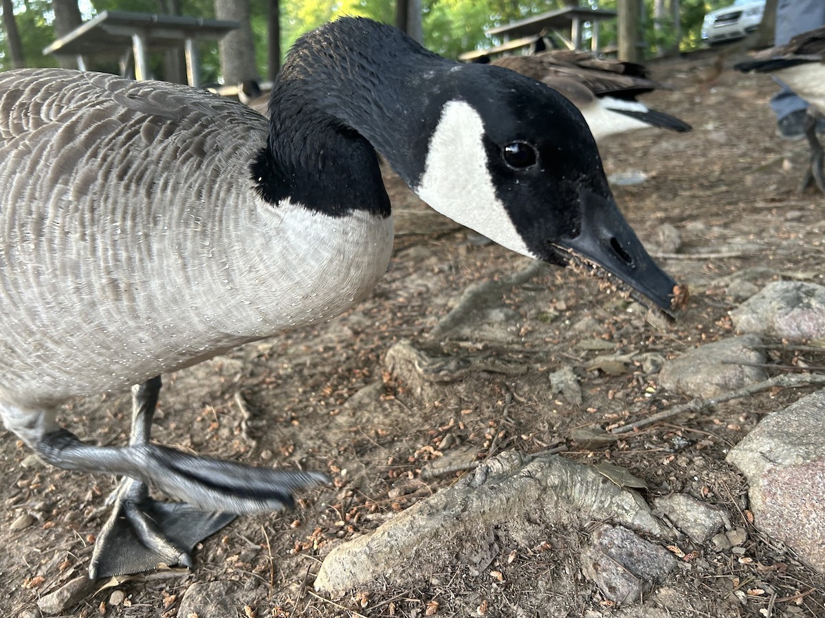 Canada Goose - ML619795029