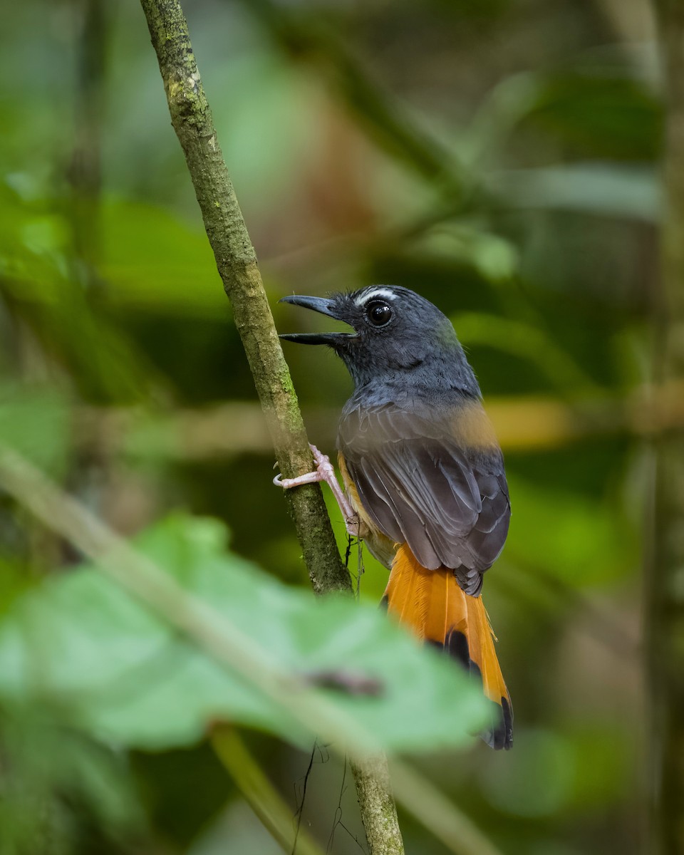 Rufous-tailed Shama - ML619795031