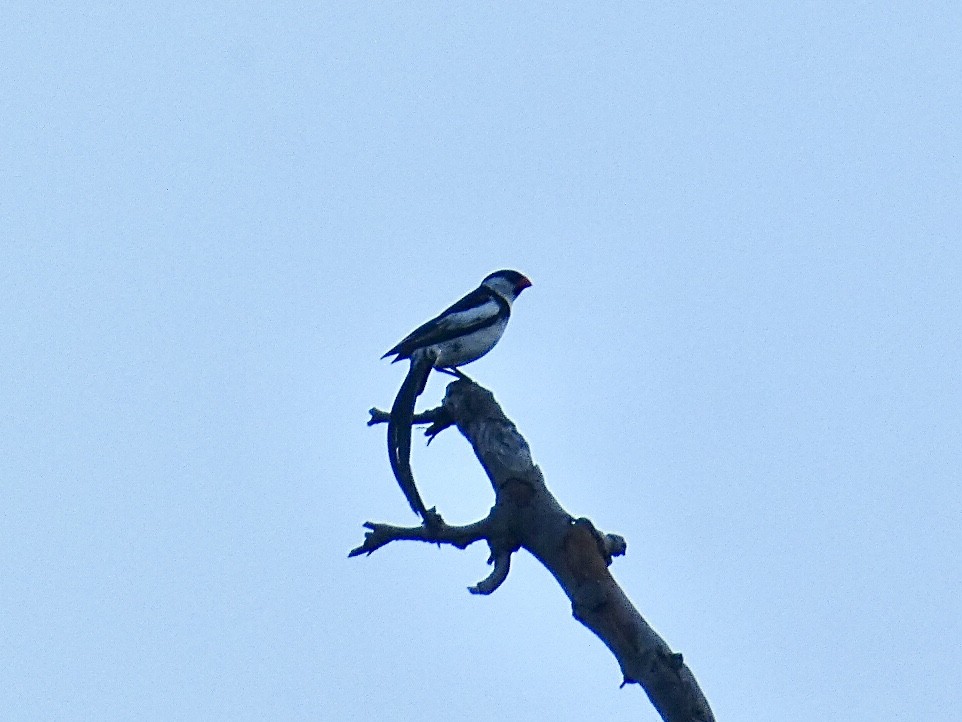 Pin-tailed Whydah - ML619795042