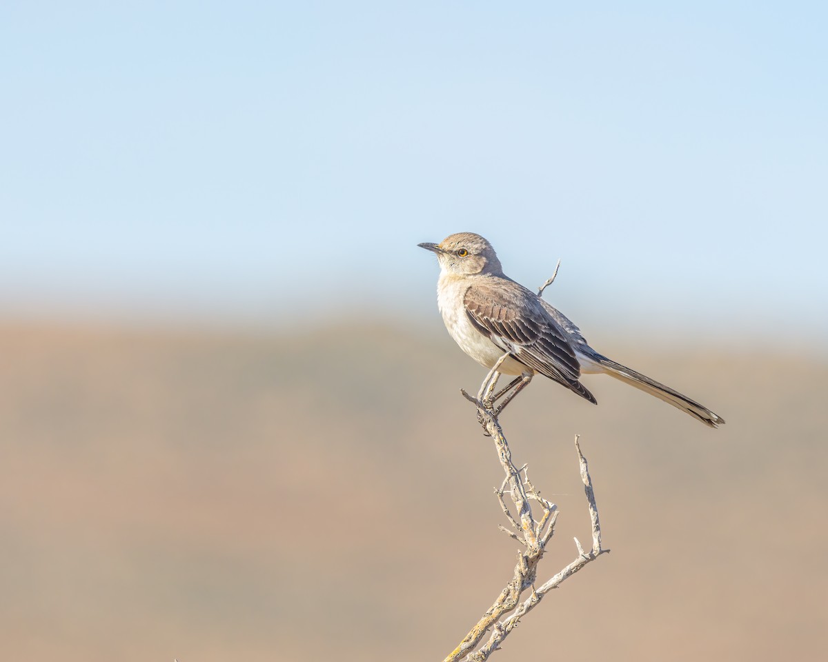 Northern Mockingbird - ML619795058