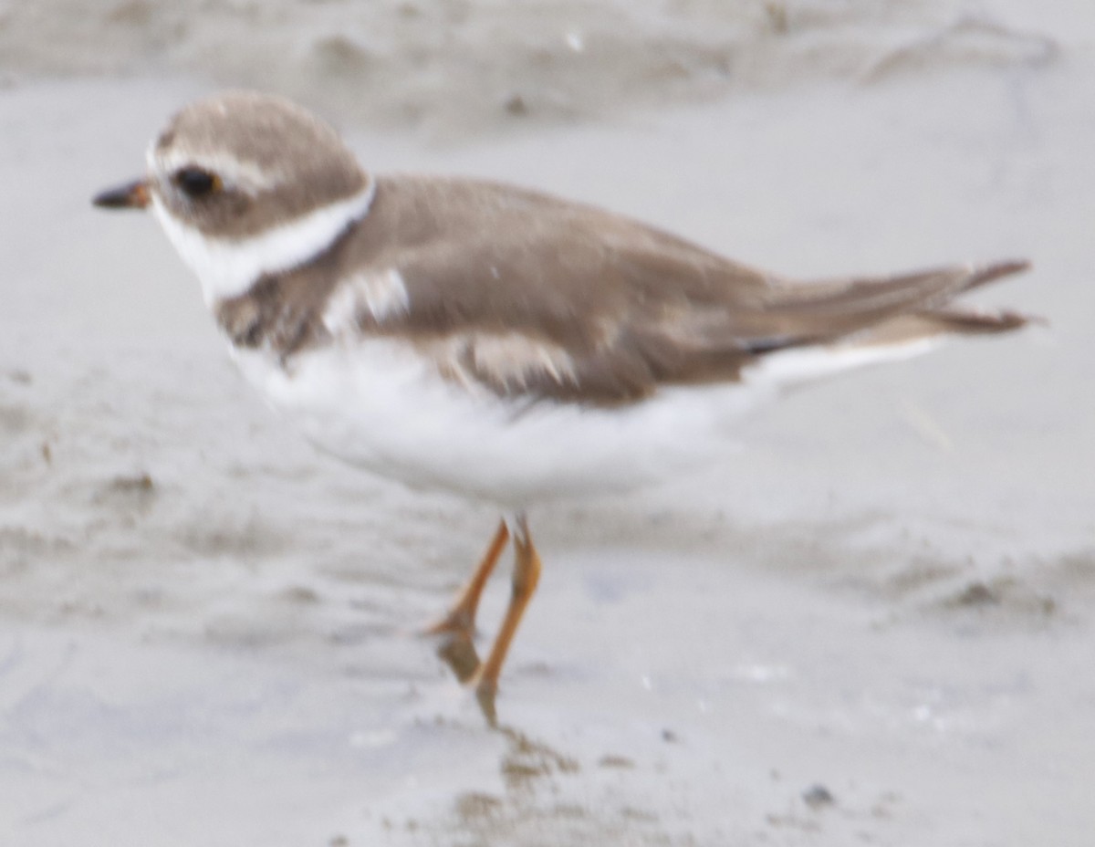 Semipalmated Plover - ML619795060