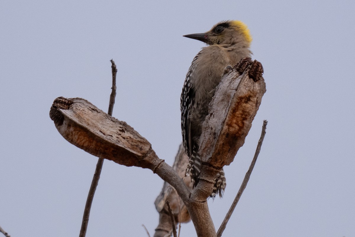 Golden-cheeked Woodpecker - David Lauter