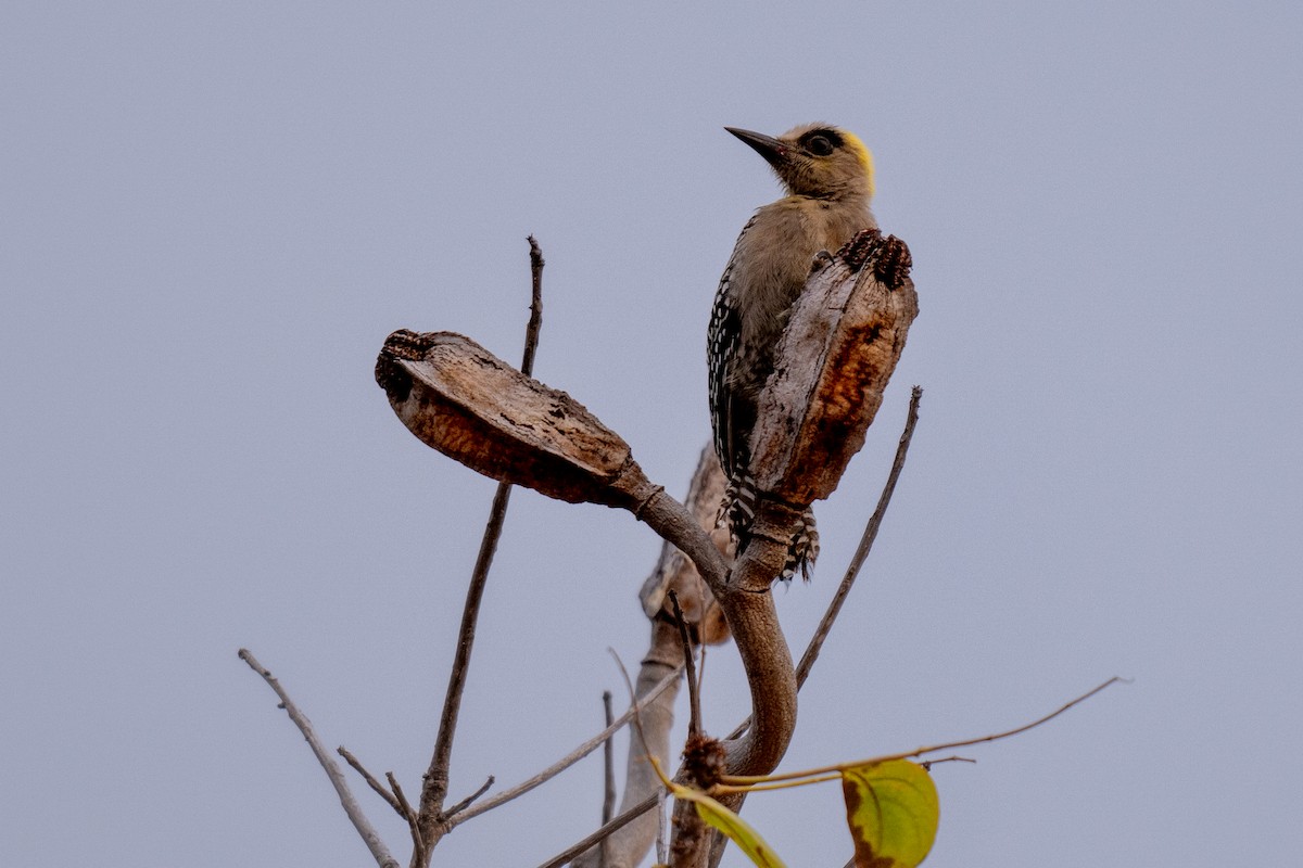 Golden-cheeked Woodpecker - ML619795068