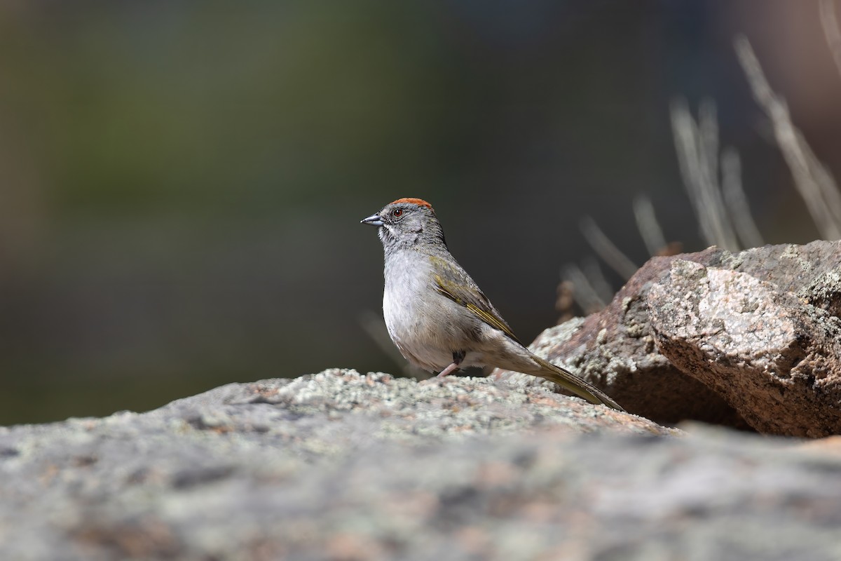 Green-tailed Towhee - ML619795090