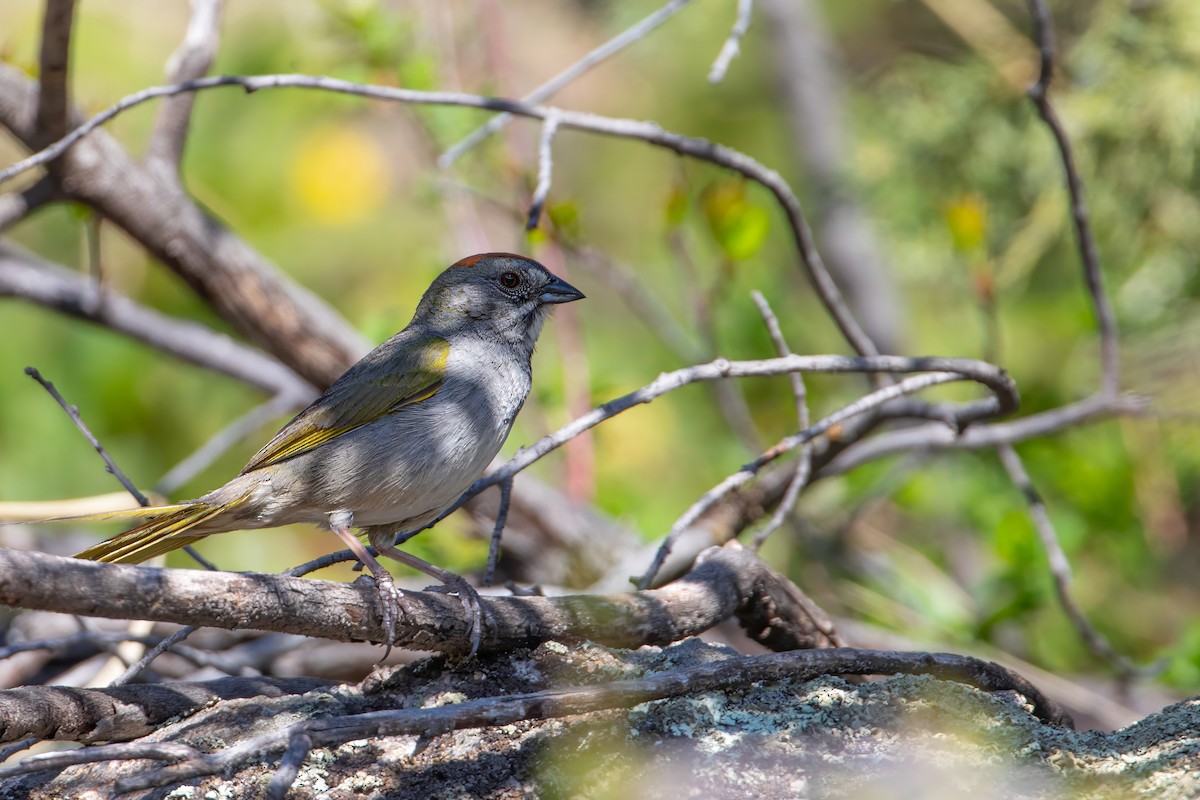 Green-tailed Towhee - ML619795092