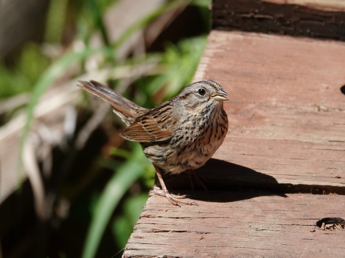 Lincoln's Sparrow - ML619795102