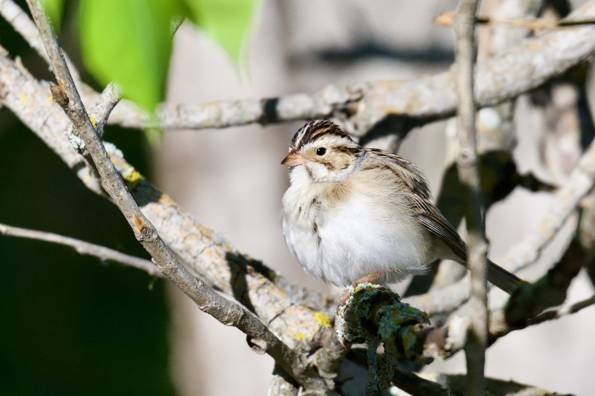 Clay-colored Sparrow - ML619795105