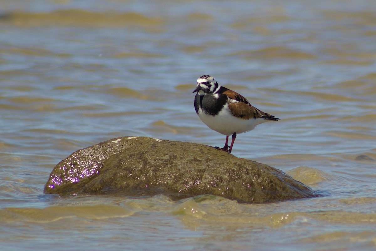 Ruddy Turnstone - ML619795107