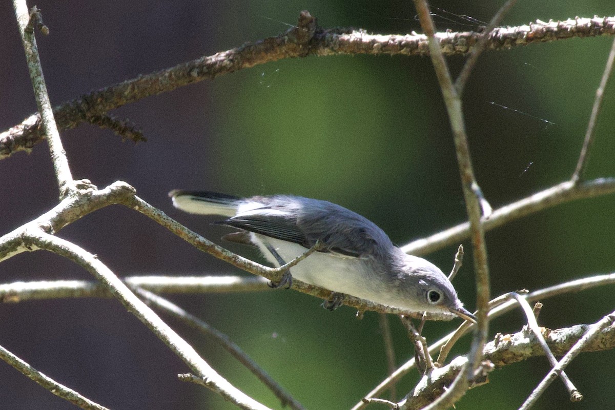 Blue-gray Gnatcatcher - ML619795133