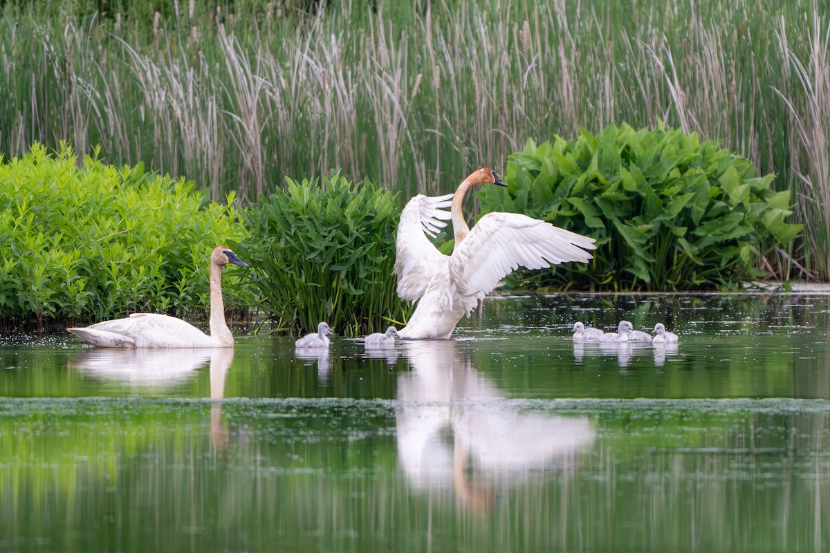 Cygne trompette - ML619795137