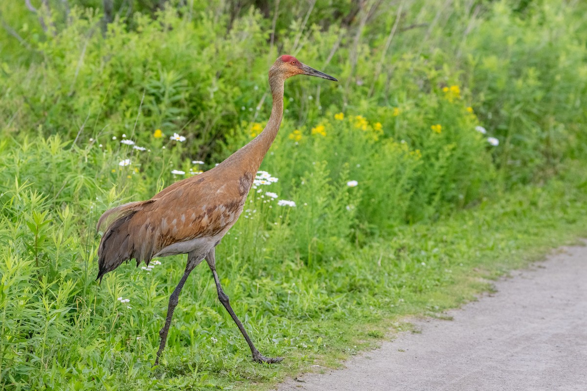 Sandhill Crane - ML619795138