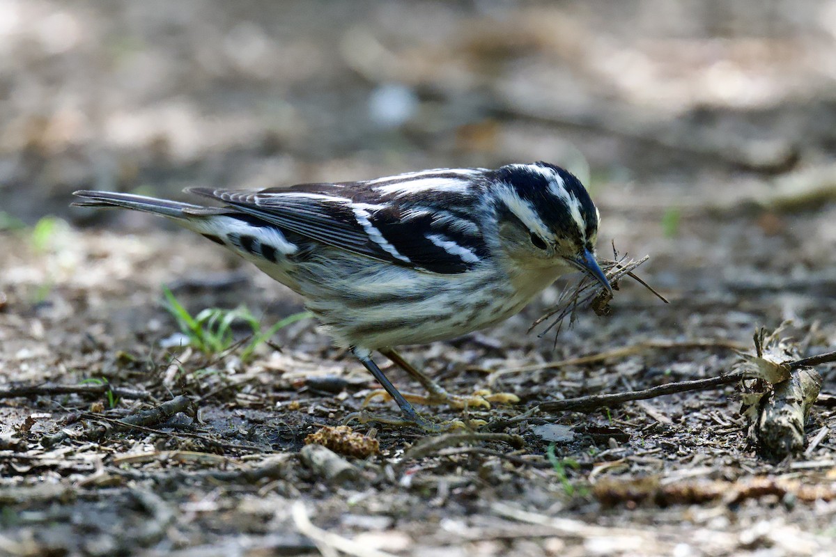 Black-and-white Warbler - ML619795142