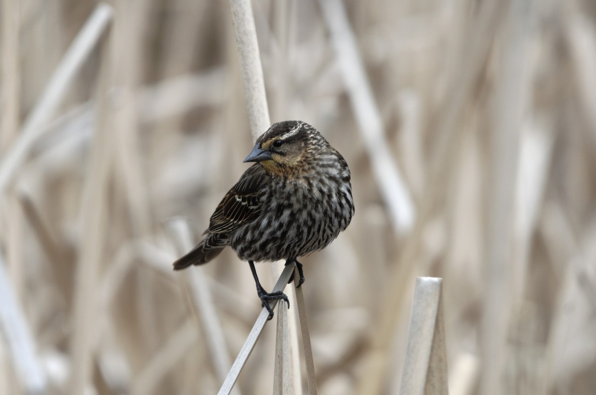 Red-winged Blackbird - ML619795161