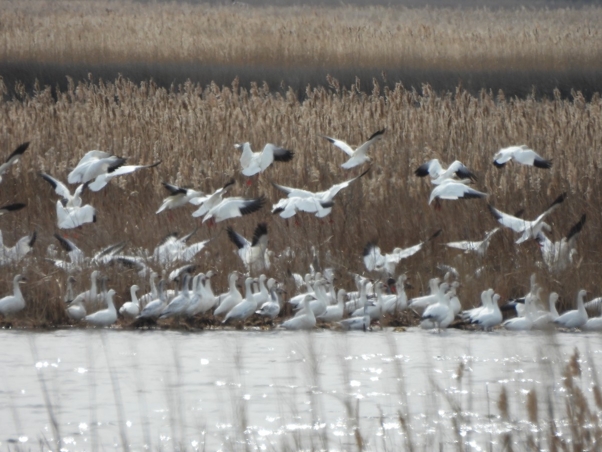 Snow Goose - ML619795163