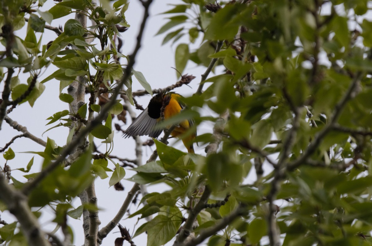 Baltimore Oriole - ML619795165