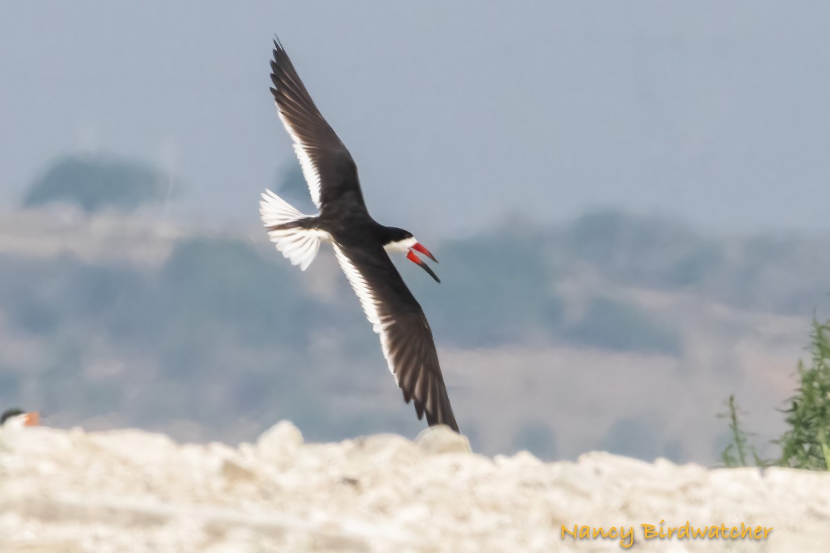 Black Skimmer - ML619795167