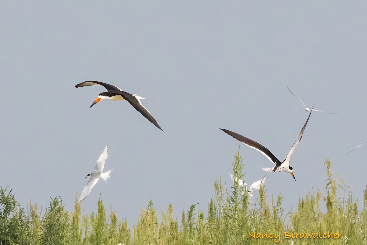 Black Skimmer - ML619795168