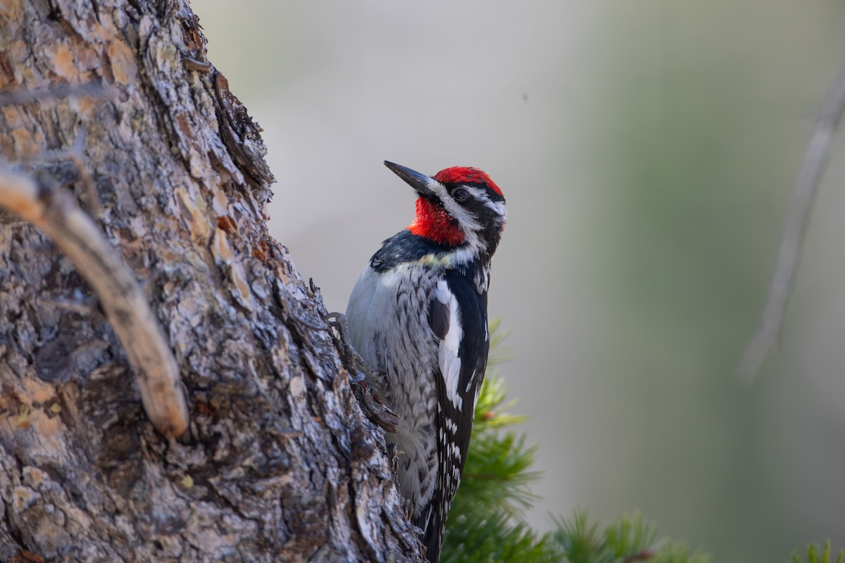 Red-naped Sapsucker - ML619795180