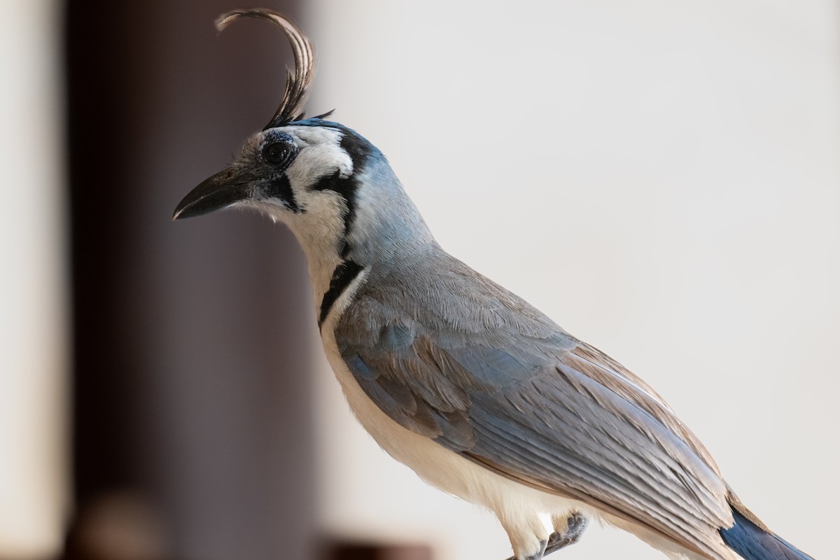 White-throated Magpie-Jay - ML619795187