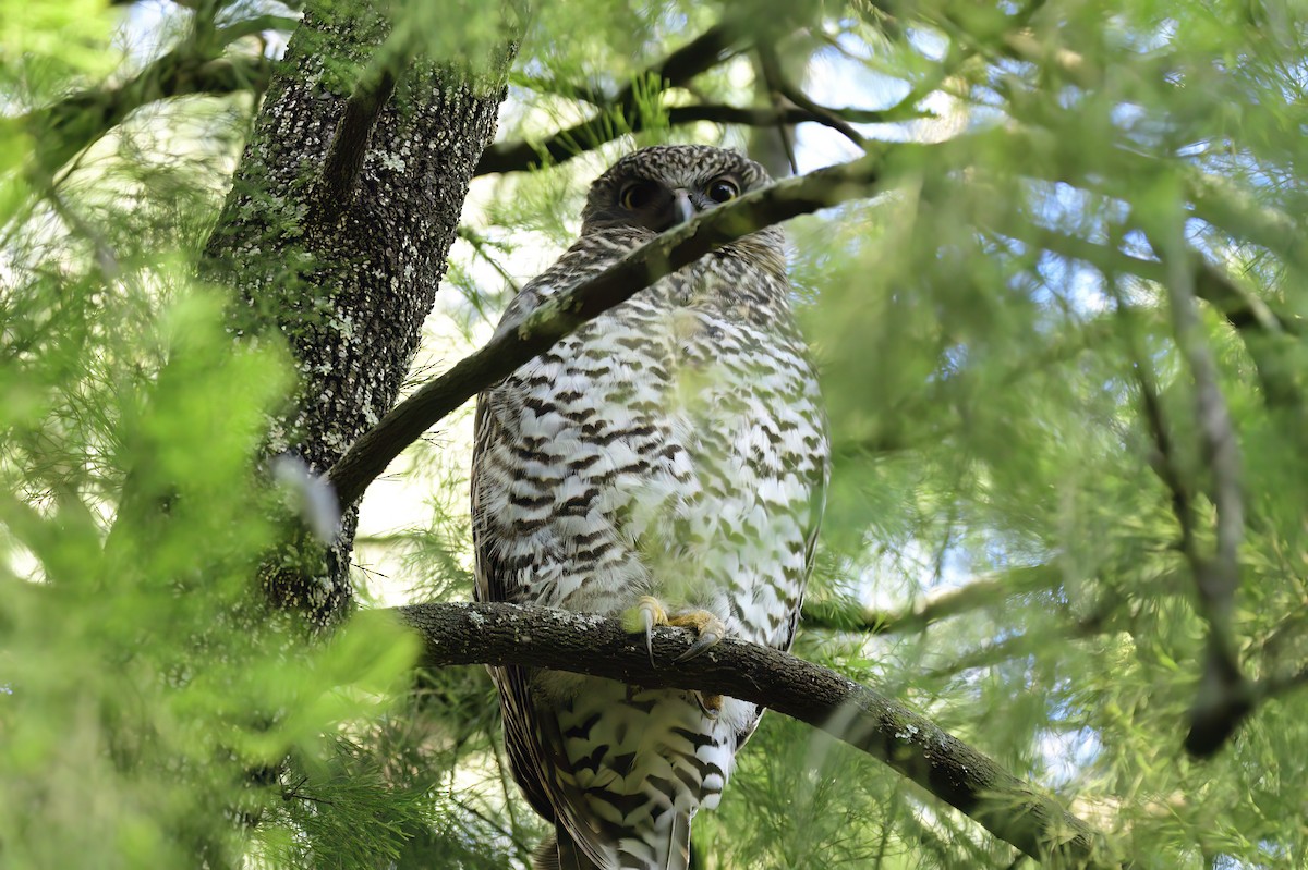 Powerful Owl - ML619795214