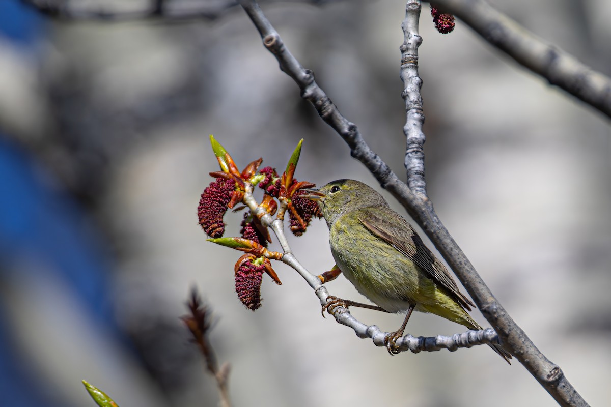 Wilson's Warbler - ML619795222