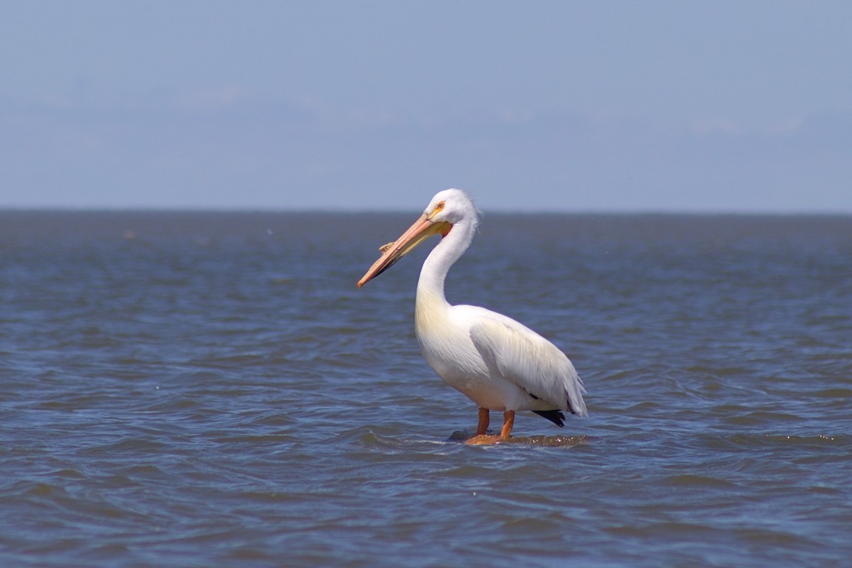 pelikán severoamerický - ML619795233