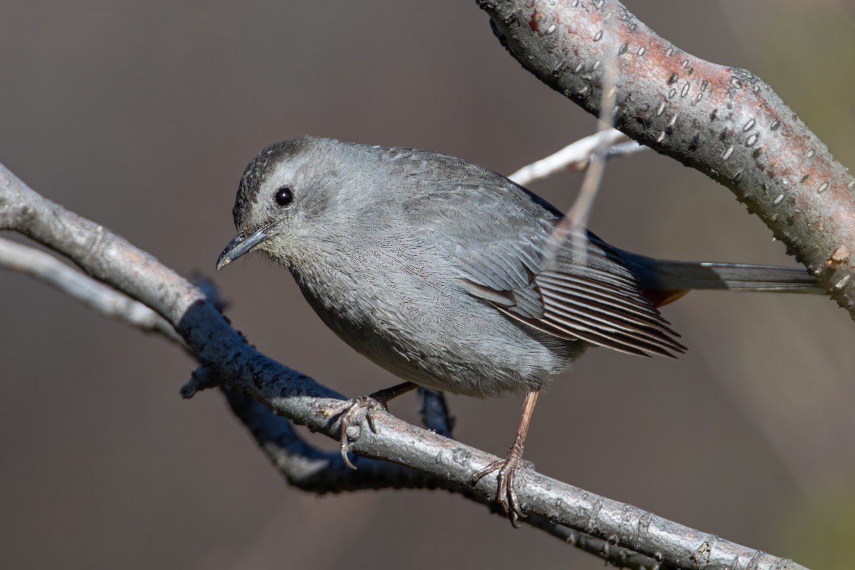 Gray Catbird - ML619795241