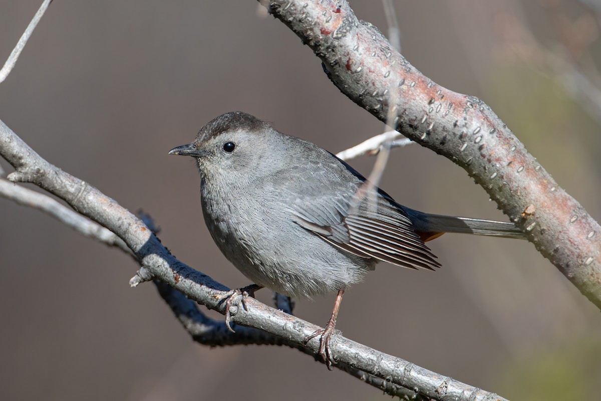 Gray Catbird - ML619795242