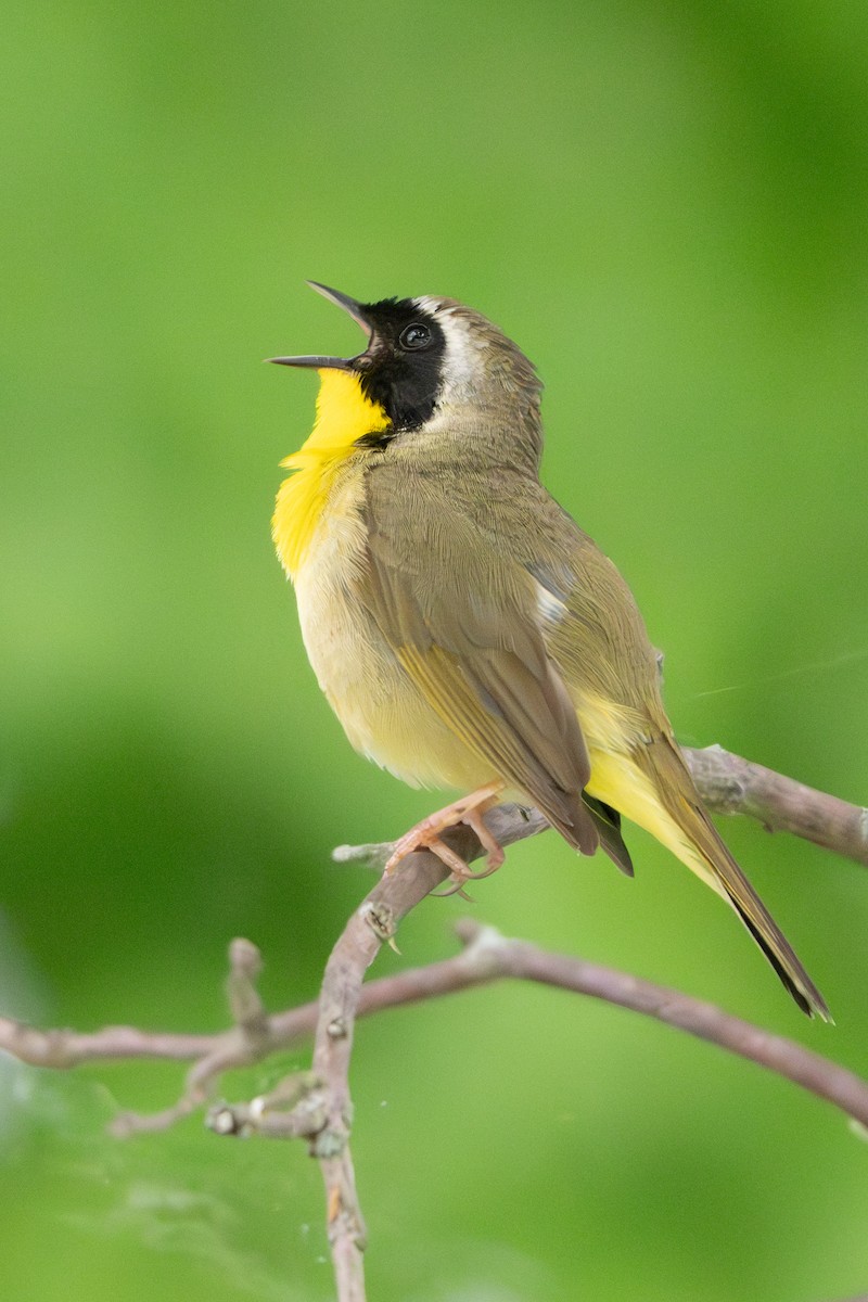 Common Yellowthroat - ML619795245