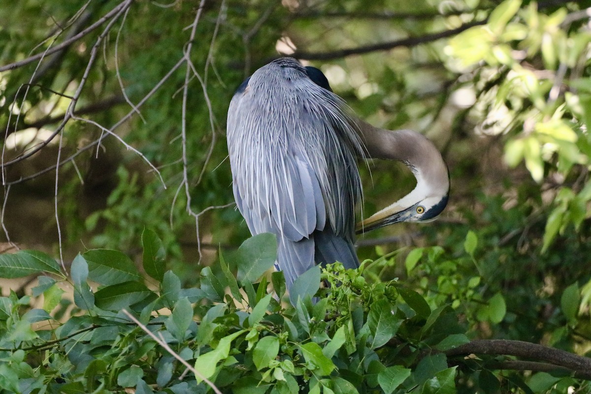 Great Blue Heron - Carla Morris